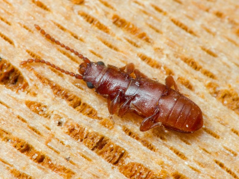 Placonotus testaceus (Fabricius, 1787)